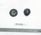 Click for 1 image(s) for this accession. FRUIT